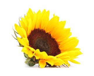 Photo of One beautiful sunflower with bright petals isolated on white