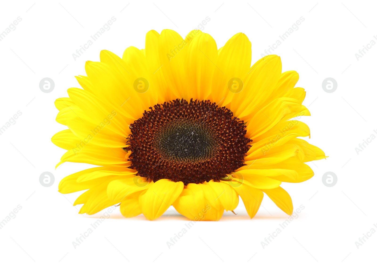 Photo of One beautiful sunflower with bright petals isolated on white