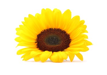 Photo of One beautiful sunflower with bright petals isolated on white