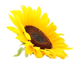 Photo of One beautiful sunflower with bright petals isolated on white