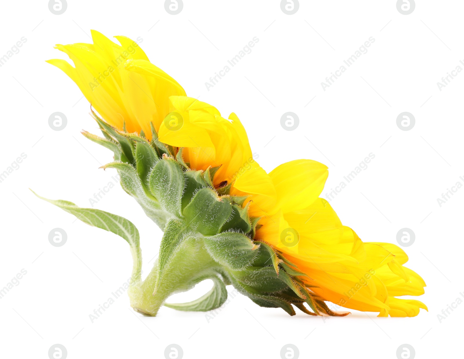 Photo of One beautiful sunflower with bright petals isolated on white