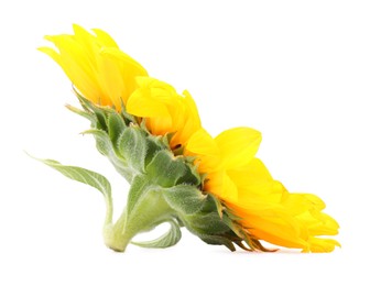 One beautiful sunflower with bright petals isolated on white