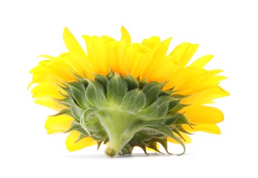 One beautiful sunflower with bright petals isolated on white