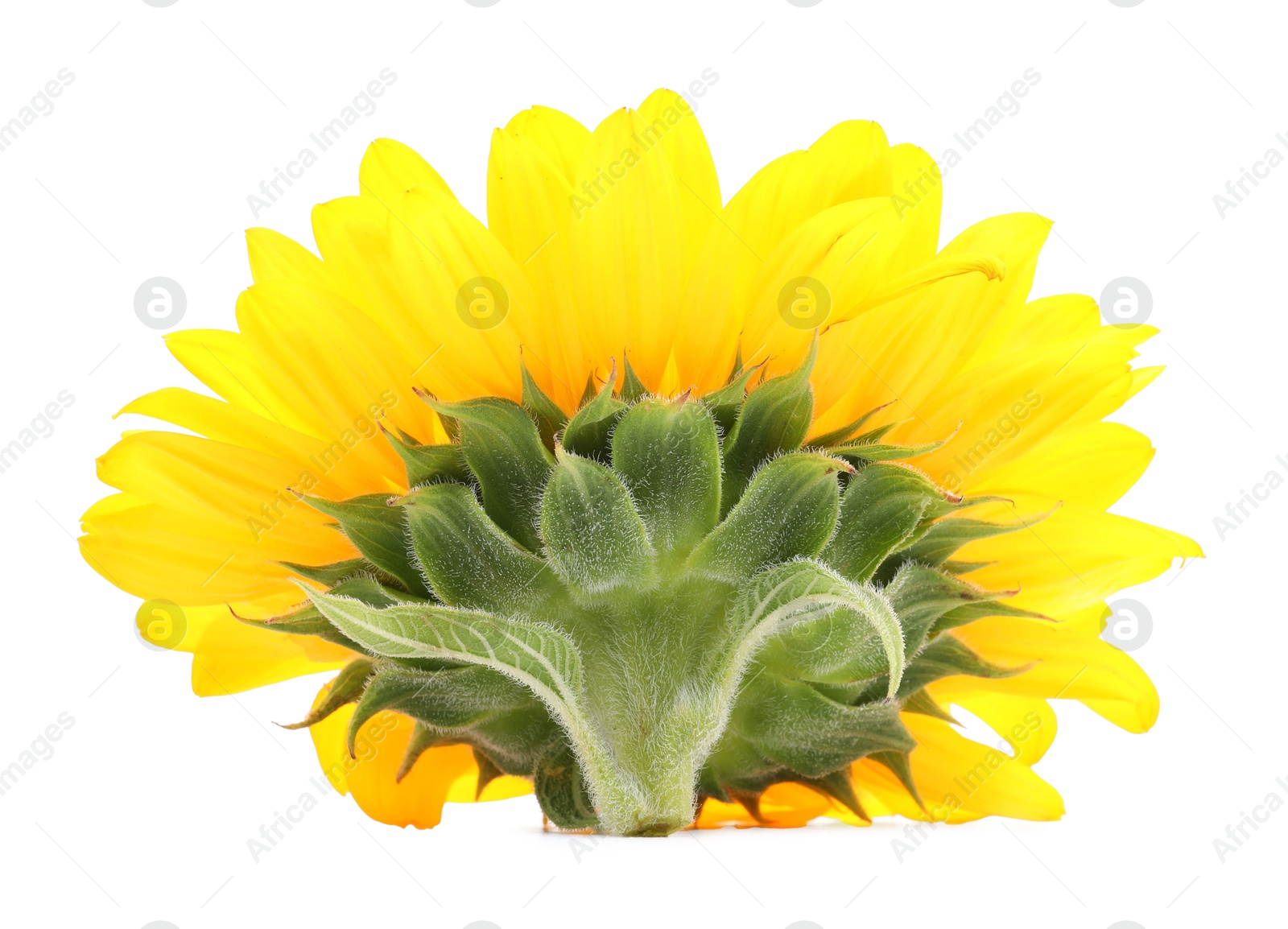 Photo of One beautiful sunflower with bright petals isolated on white