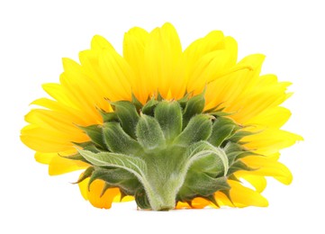 One beautiful sunflower with bright petals isolated on white