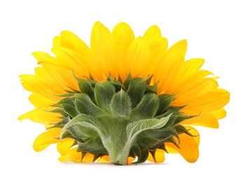 Photo of One beautiful sunflower with bright petals isolated on white