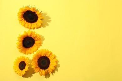 Photo of Sunflower heads on yellow background, flat lay. Space for text