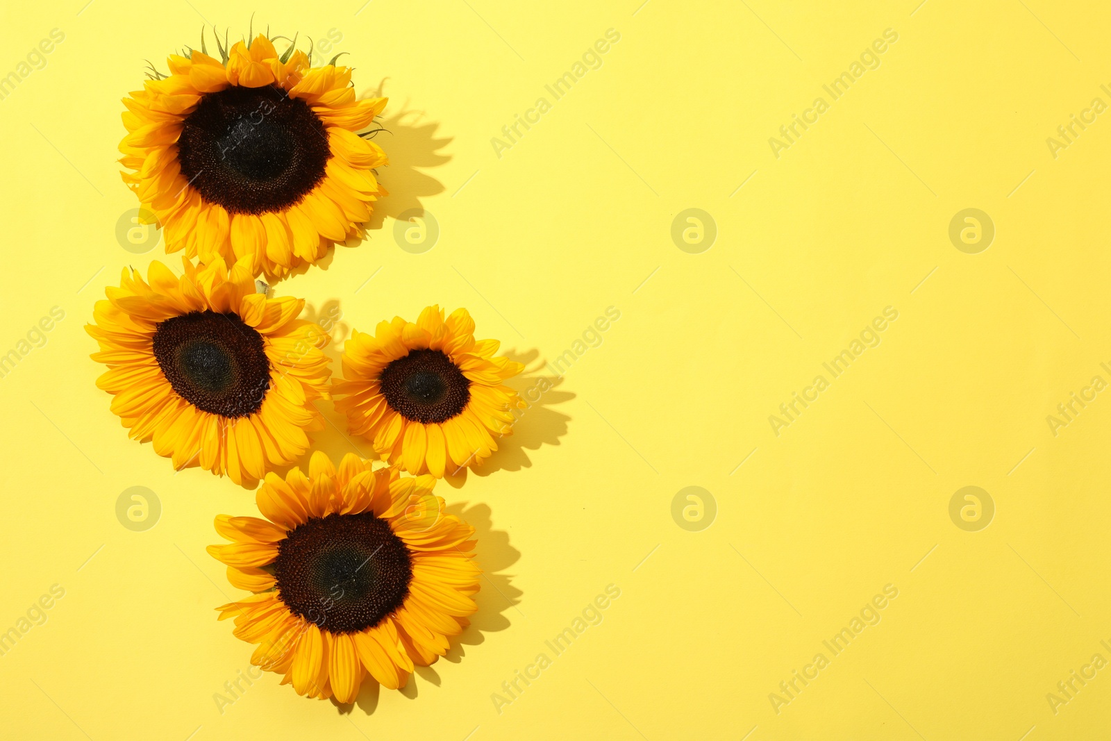 Photo of Sunflower heads on yellow background, flat lay. Space for text