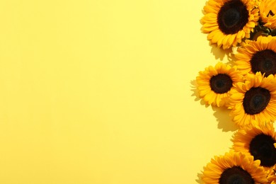 Photo of Sunflower heads on yellow background, flat lay. Space for text