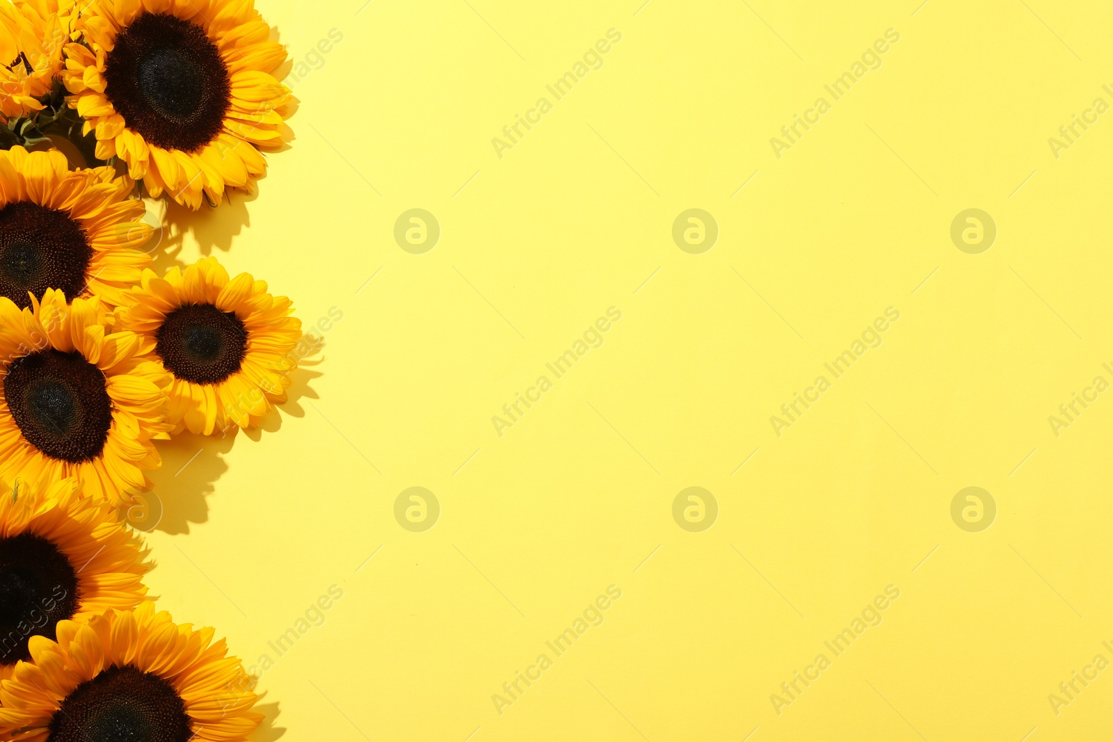 Photo of Sunflower heads on yellow background, flat lay. Space for text