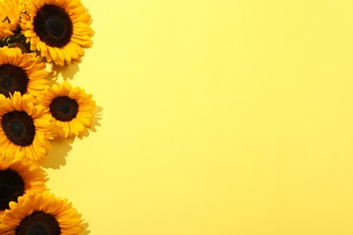 Sunflower heads on yellow background, flat lay. Space for text