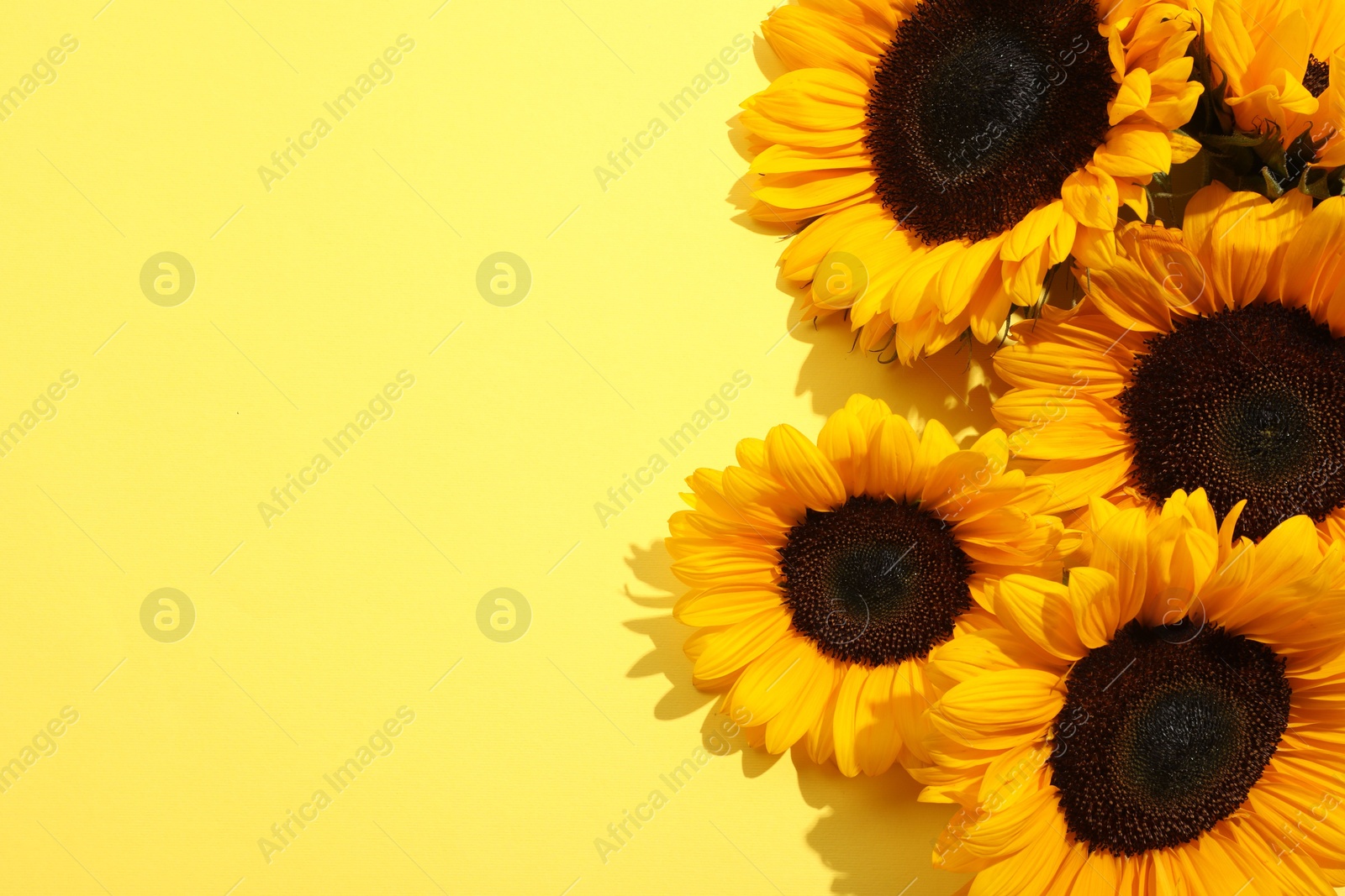 Photo of Sunflower heads on yellow background, flat lay. Space for text