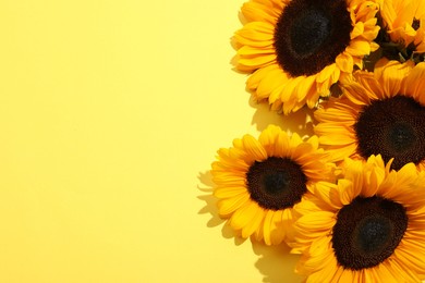 Sunflower heads on yellow background, flat lay. Space for text