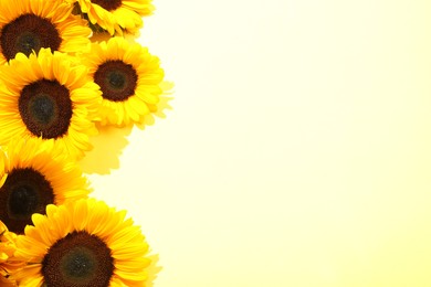 Photo of Sunflower heads on light background, flat lay. Space for text