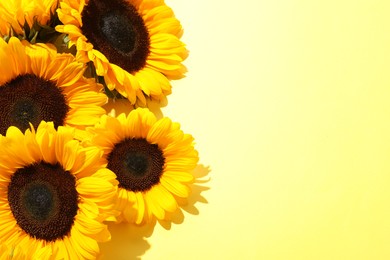 Sunflower heads on yellow background, flat lay. Space for text