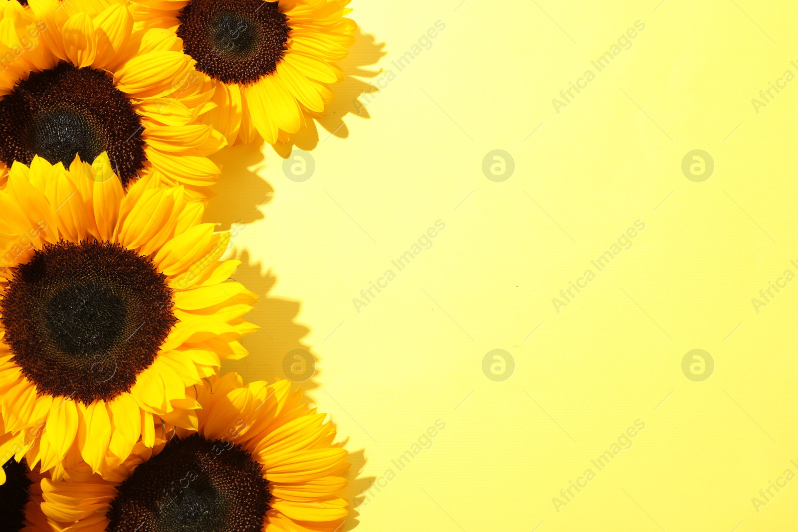 Photo of Sunflower heads on yellow background, flat lay. Space for text