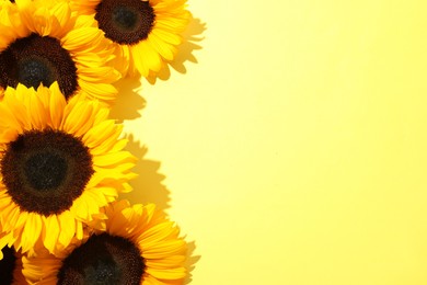 Sunflower heads on yellow background, flat lay. Space for text