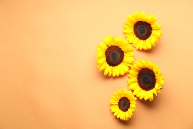 Sunflower heads on beige background, flat lay. Space for text