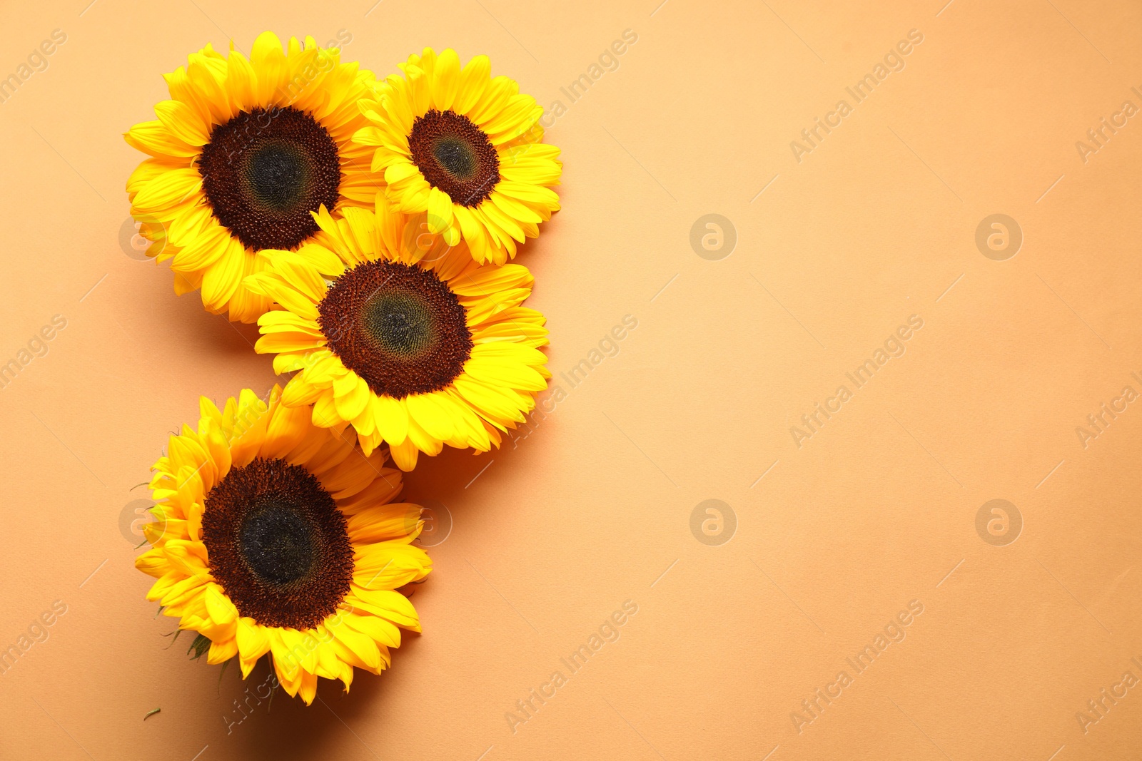 Photo of Sunflower heads on beige background, flat lay. Space for text