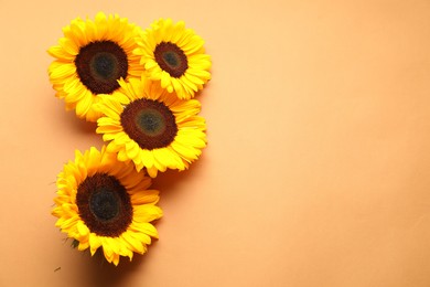 Sunflower heads on beige background, flat lay. Space for text