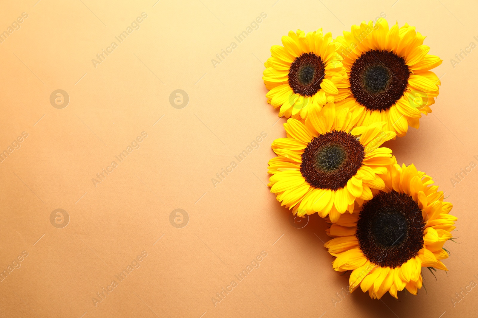 Photo of Sunflower heads on beige background, flat lay. Space for text