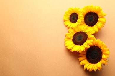 Sunflower heads on beige background, flat lay. Space for text