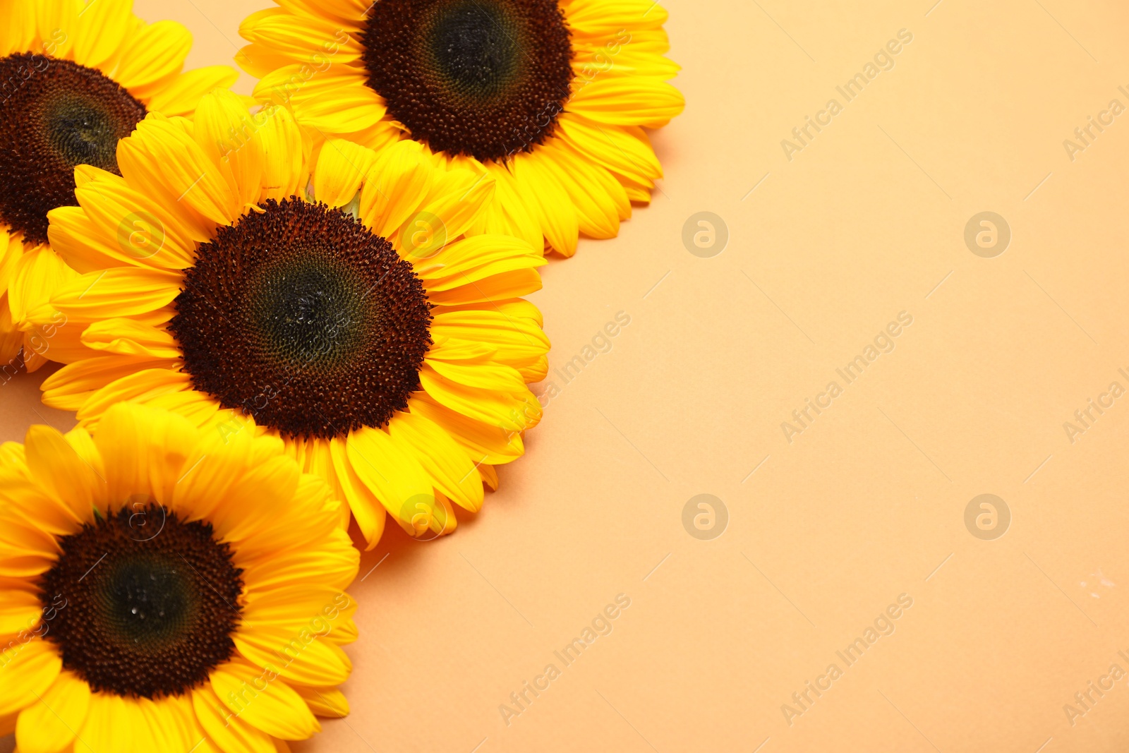 Photo of Sunflower heads on beige background, above view. Space for text