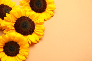 Photo of Sunflower heads on beige background, above view. Space for text