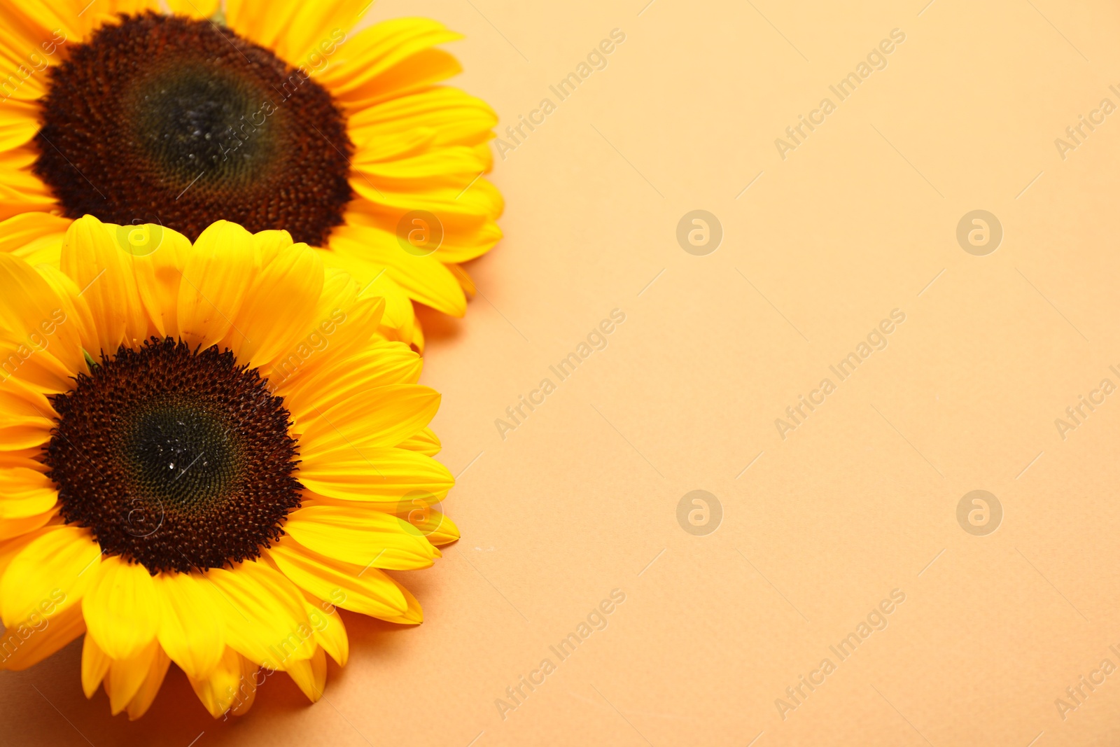 Photo of Sunflower heads on beige background, above view. Space for text