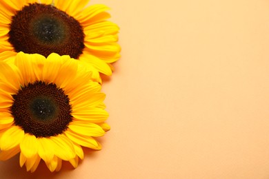 Photo of Sunflower heads on beige background, above view. Space for text