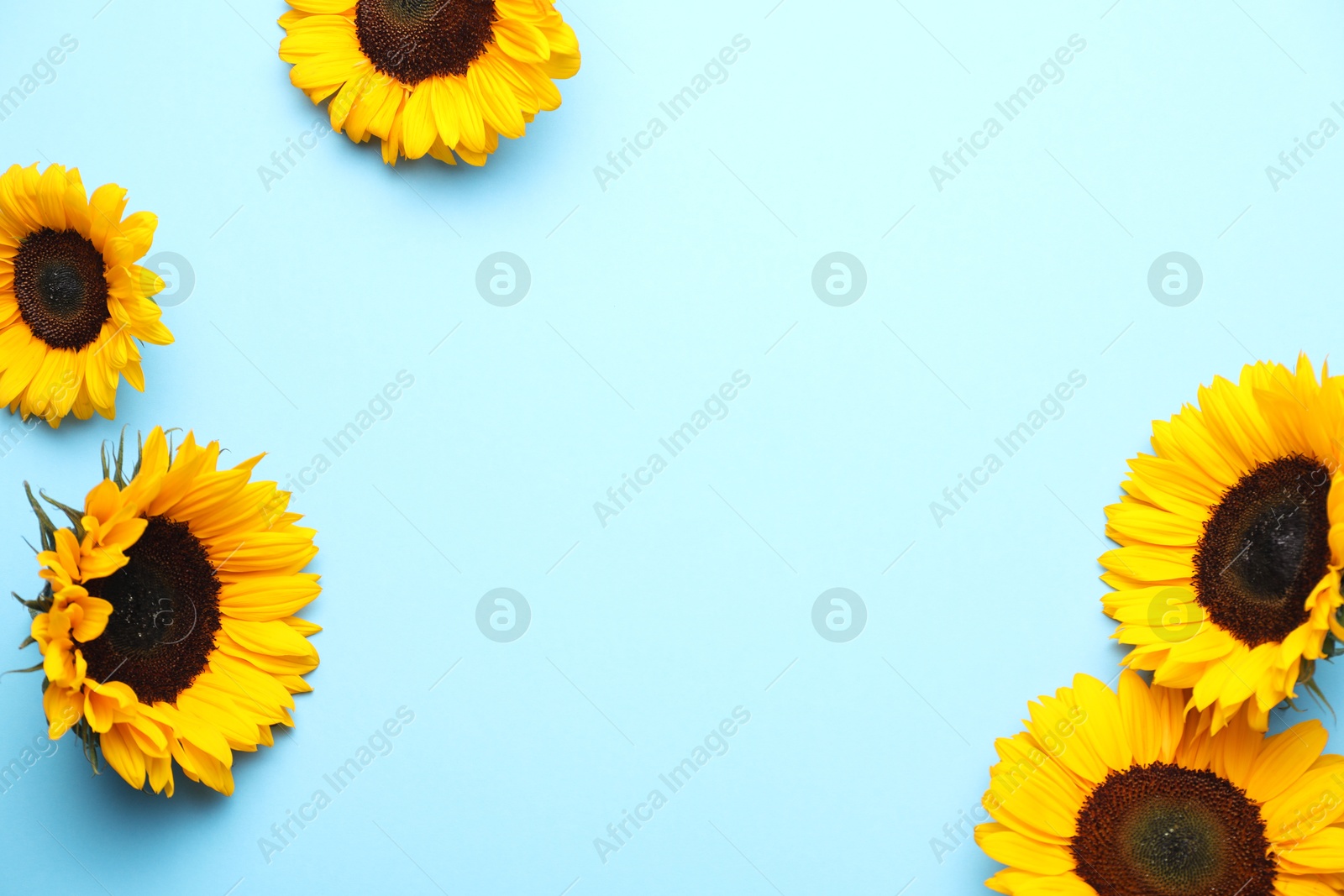 Photo of Sunflower heads on light blue background, flat lay. Space for text