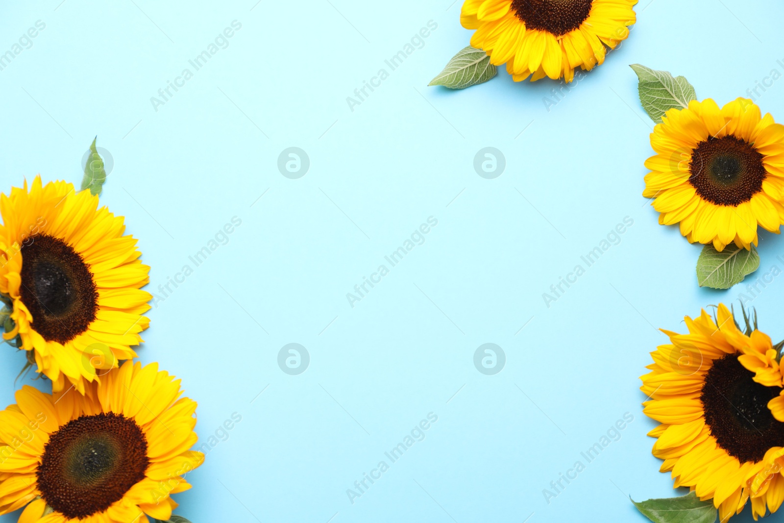 Photo of Sunflower heads with leaves on light blue background, flat lay. Space for text