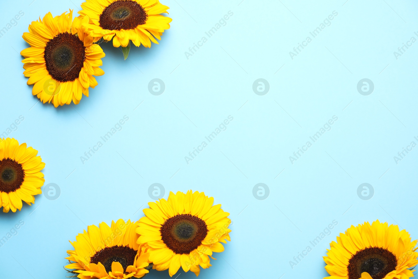 Photo of Sunflower heads on light blue background, flat lay. Space for text