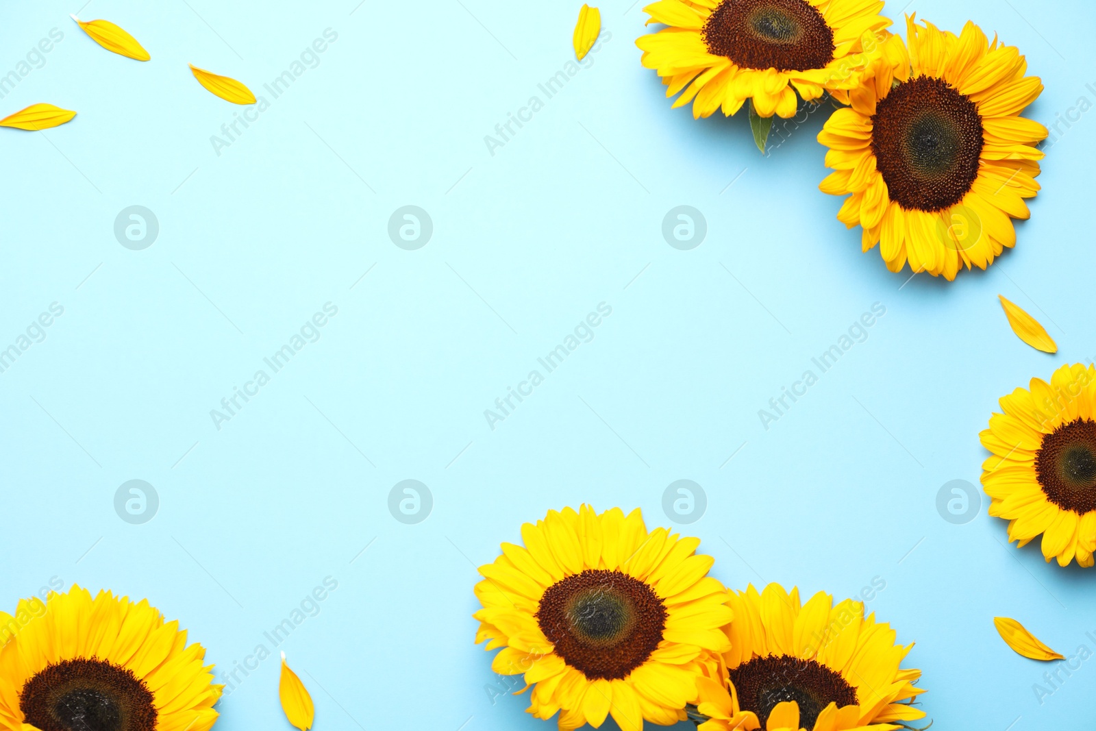 Photo of Sunflower heads and petals on light blue background, flat lay. Space for text