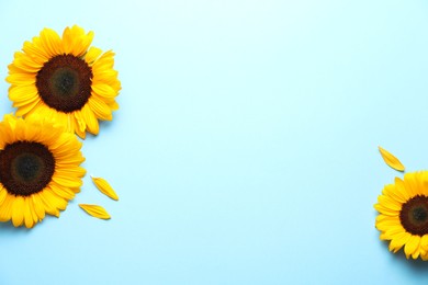 Photo of Sunflower heads and petals on light blue background, flat lay. Space for text