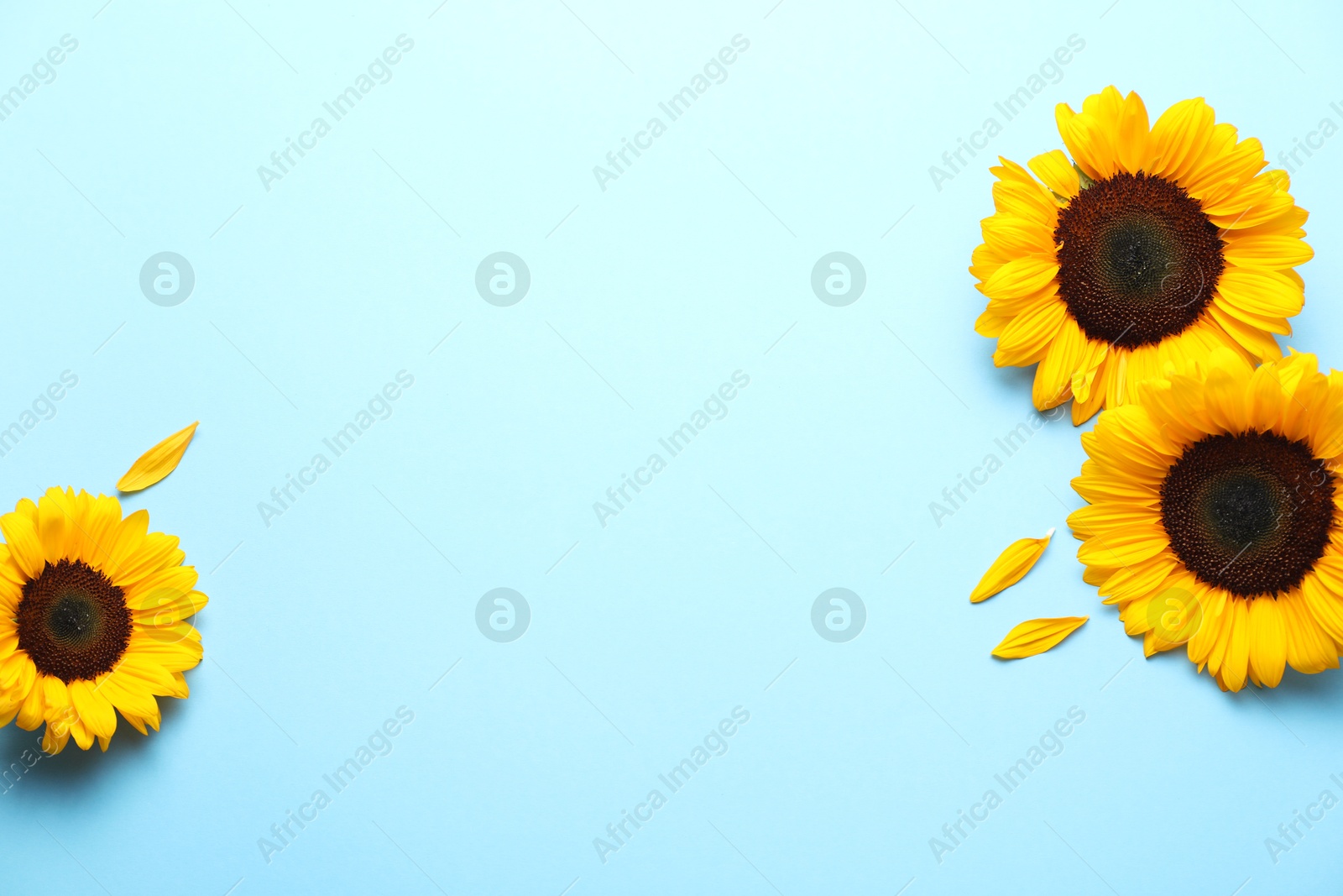 Photo of Sunflower heads and petals on light blue background, flat lay. Space for text