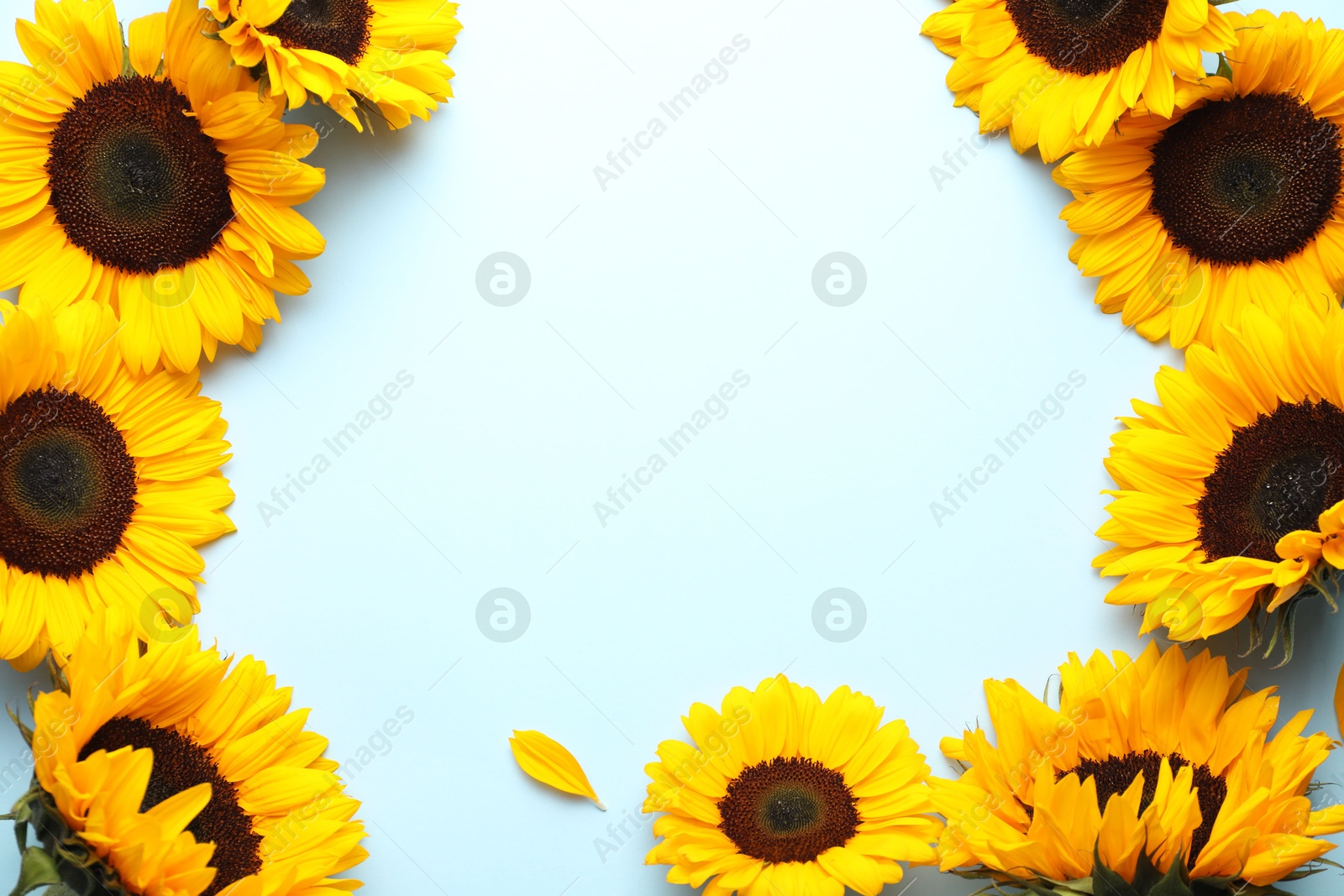 Photo of Sunflower heads on light blue background, flat lay. Space for text