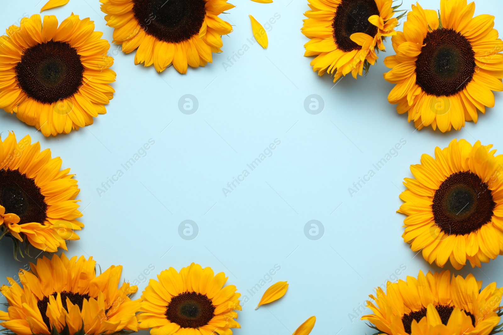 Photo of Sunflower heads and petals on light blue background, flat lay. Space for text