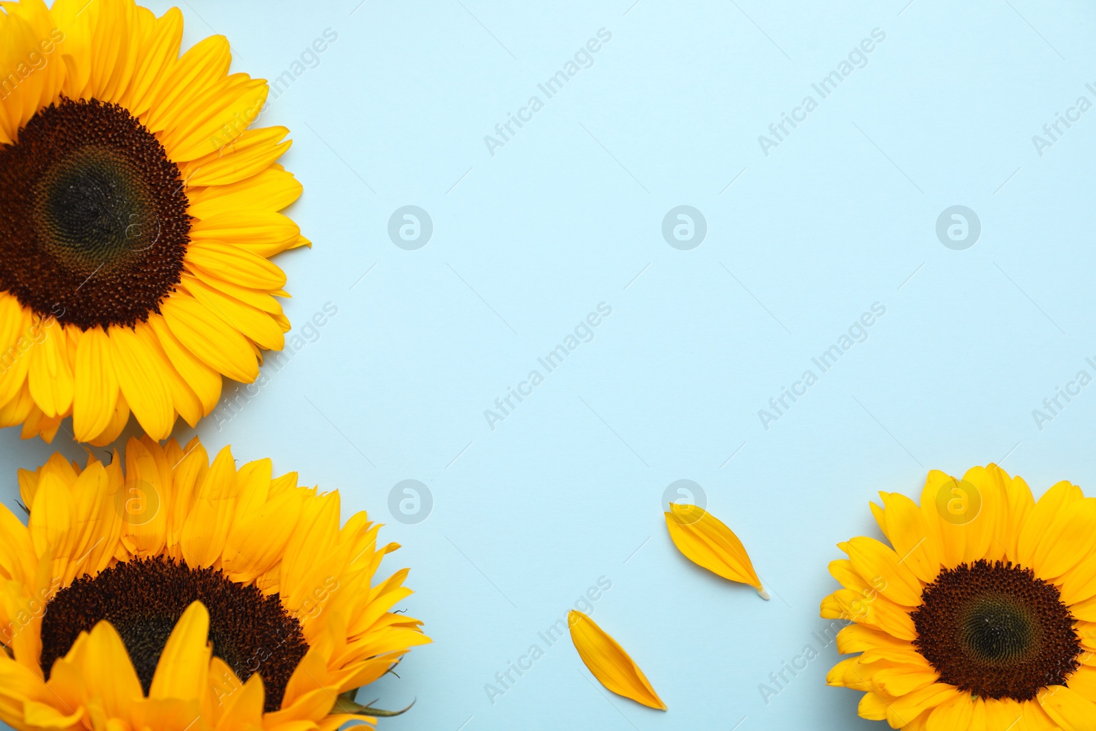 Photo of Sunflower heads and petals on light blue background, flat lay. Space for text