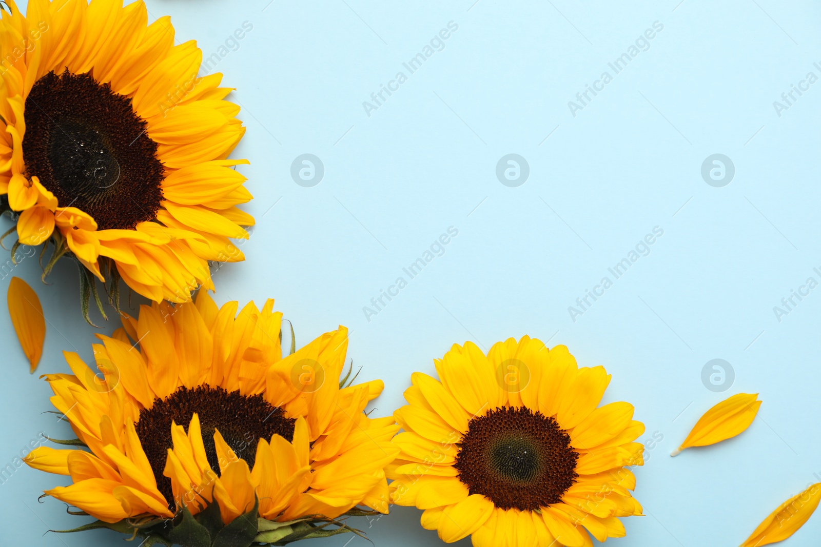 Photo of Sunflower heads and petals on light blue background, flat lay. Space for text