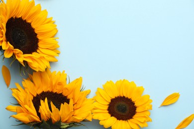 Photo of Sunflower heads and petals on light blue background, flat lay. Space for text