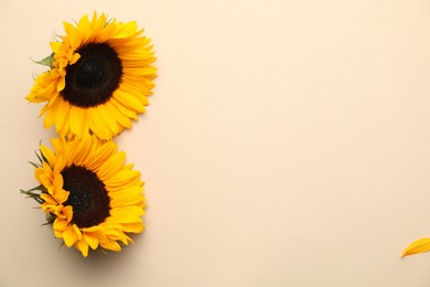 Photo of Sunflower heads on beige background, flat lay. Space for text