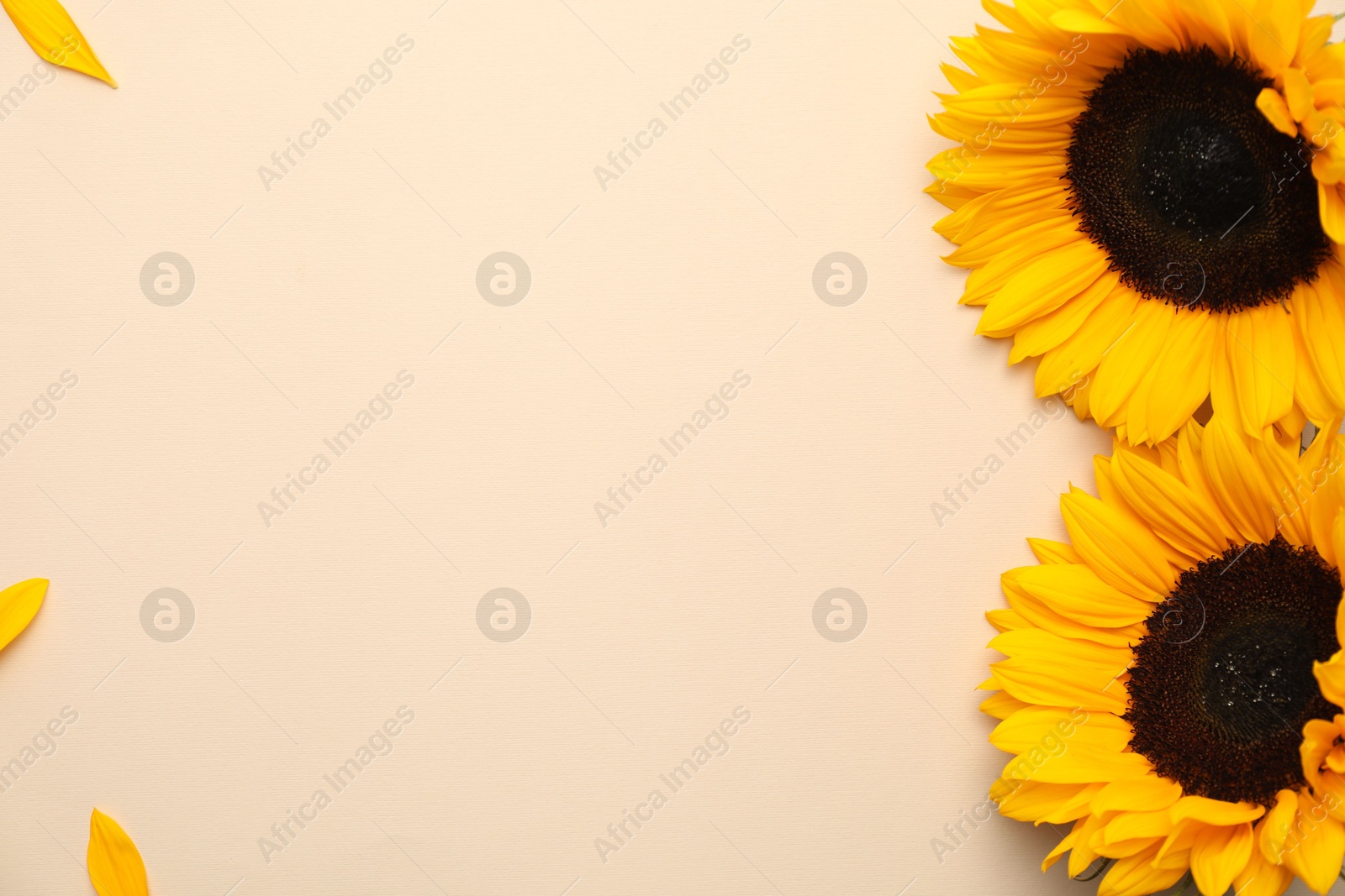 Photo of Sunflower heads and petals on beige background, flat lay. Space for text