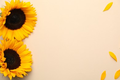 Photo of Sunflower heads and petals on beige background, flat lay. Space for text