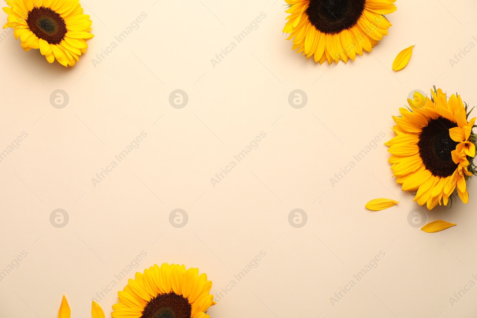 Photo of Sunflower heads and petals on beige background, flat lay. Space for text