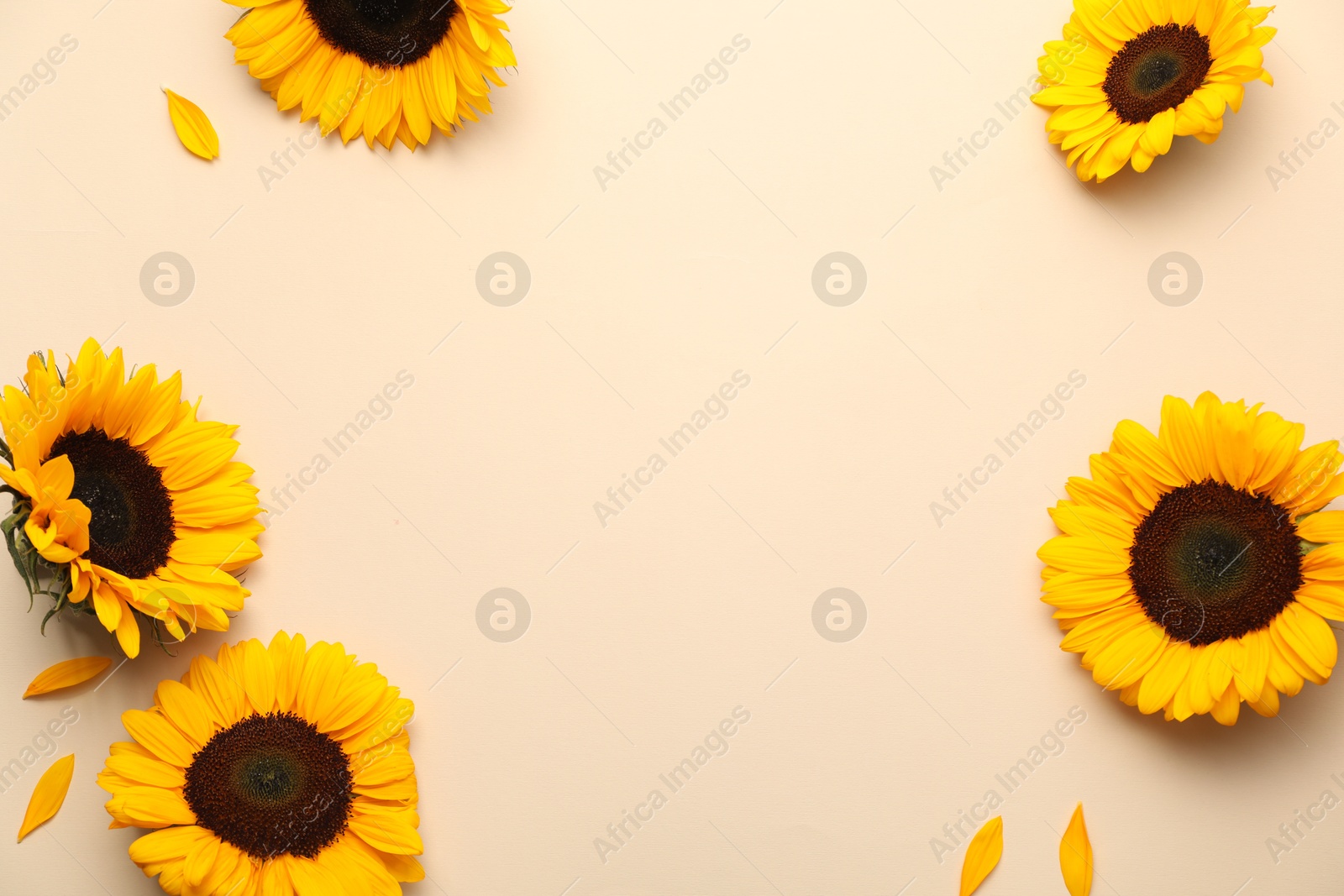 Photo of Sunflower heads and petals on beige background, flat lay. Space for text