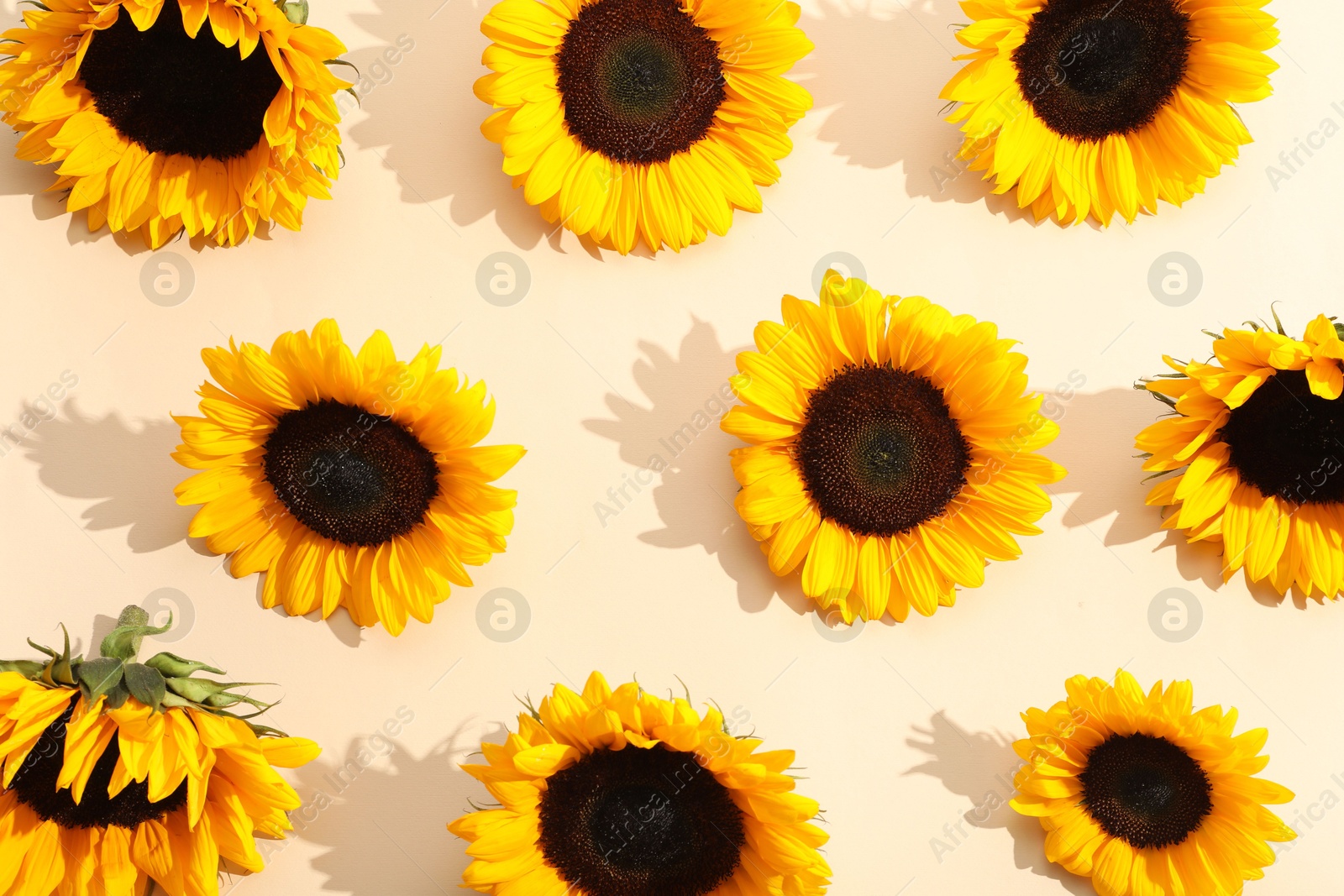 Photo of Sunflower heads on beige background, flat lay