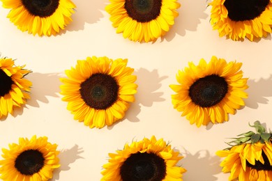 Photo of Sunflower heads on beige background, flat lay