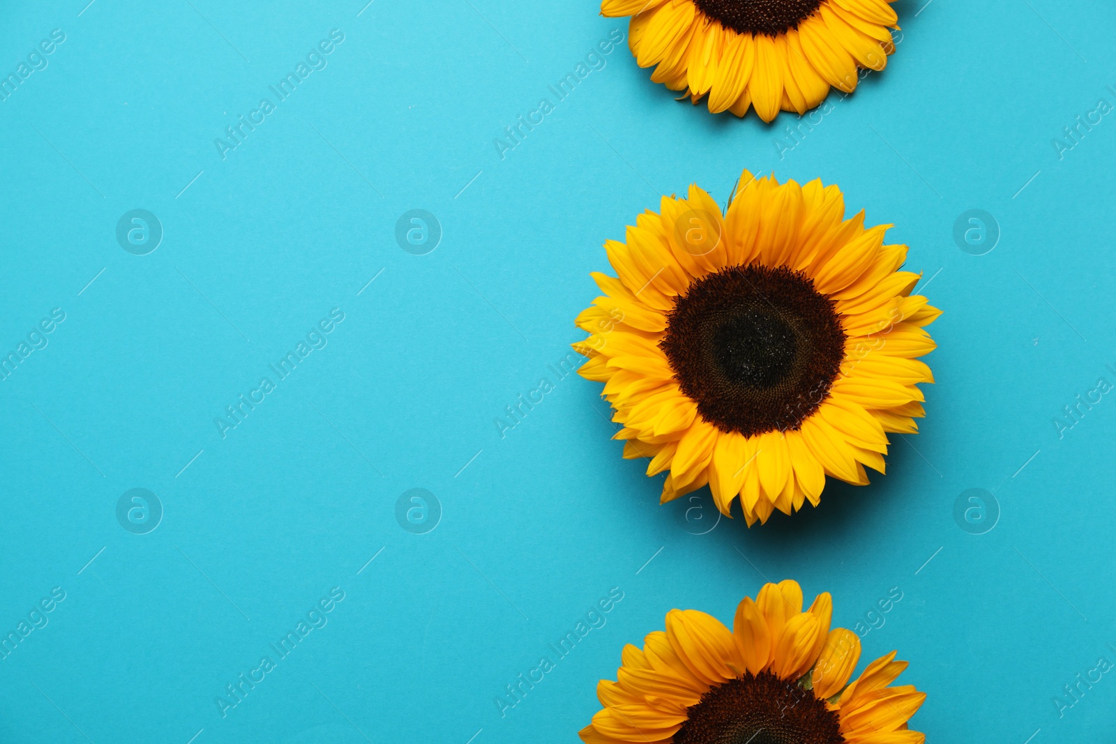 Photo of Sunflower heads on light blue background, flat lay. Space for text