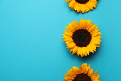 Sunflower heads on light blue background, flat lay. Space for text